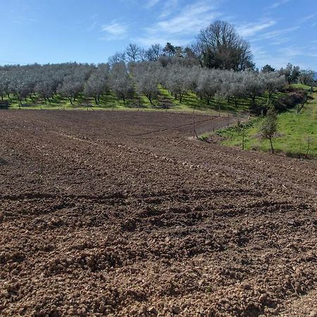 Locanda Agricola Posapiano Montecarlo Kültér fotó