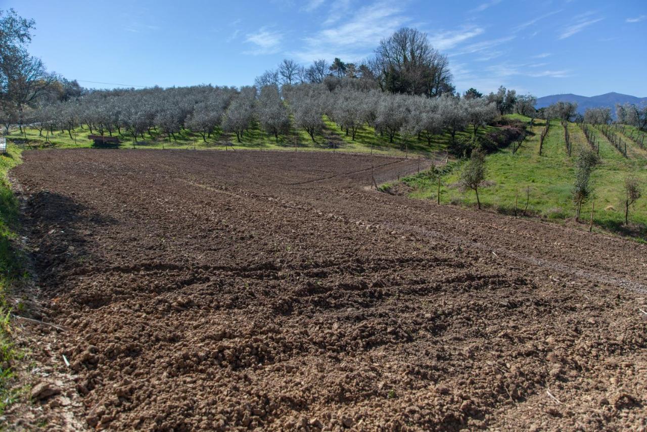 Locanda Agricola Posapiano Montecarlo Kültér fotó
